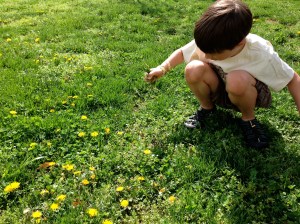 Picking dandelions.