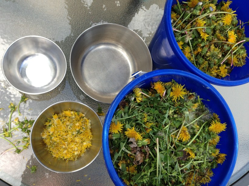 Separating dandelion petals to make soup.